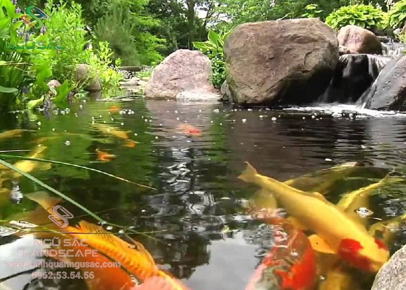 Hồ cá koi đem lại sinh khí cho sân vườn