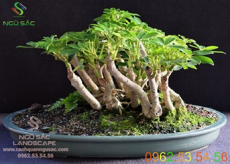Chậu Ngũ gia bì bonsai phong thủy