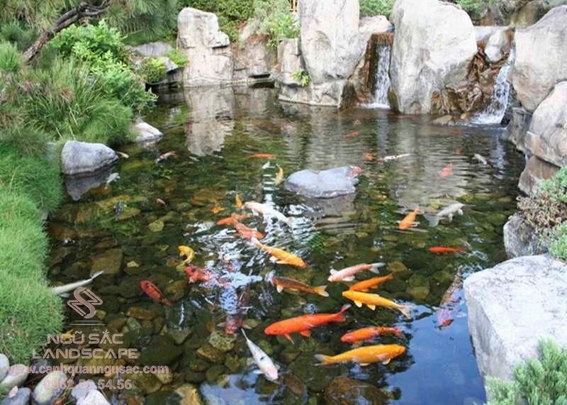 Đàn cá koi Nhật hàng tỉ đồng trong sân vườn biệt thự