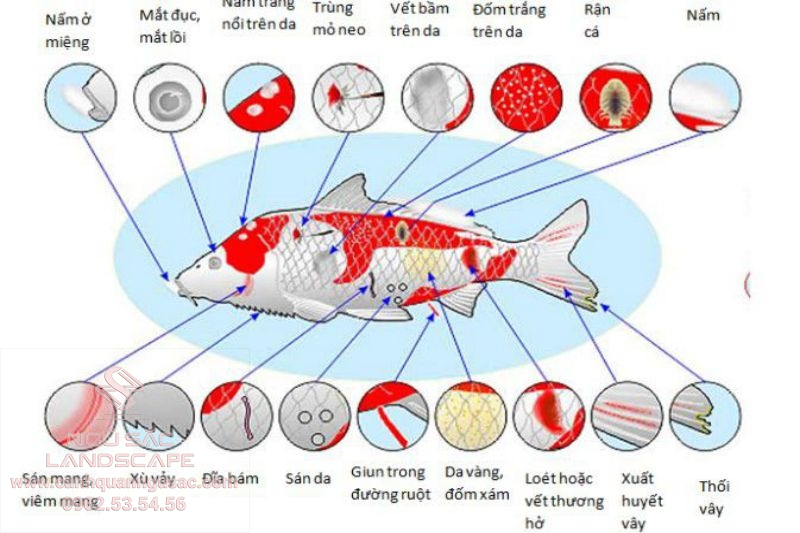 Các bệnh thường gặp ở cá Koi 