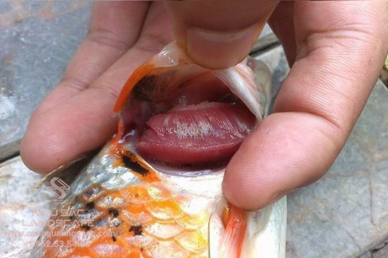 Cách chữa trị bệnh mang ở cá Koi