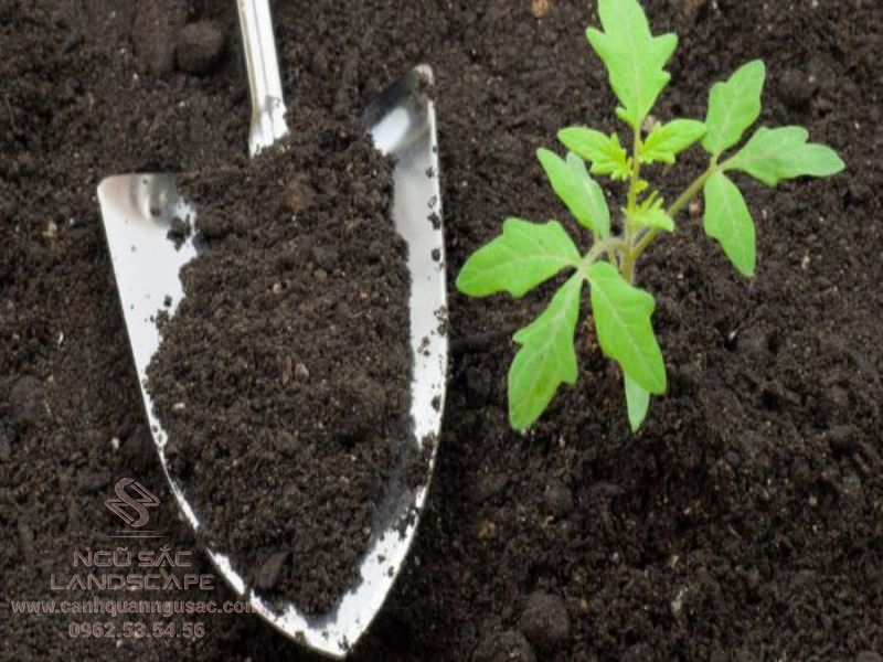 Cách xử lí đất trước khi trồng cây